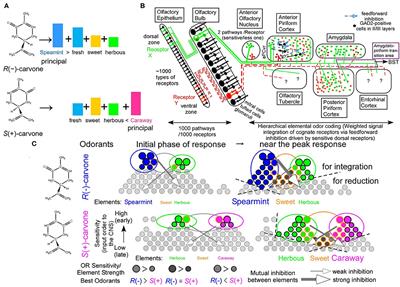 Hierarchical Elemental Odor Coding for Fine Discrimination Between Enantiomer Odors or Cancer-Characteristic Odors